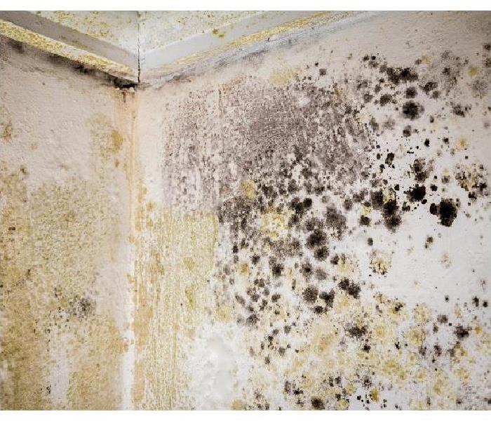 Mold growning on wall andc ceiling