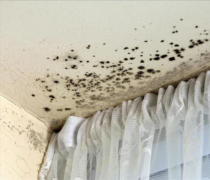mold growing on ceiling by curtain