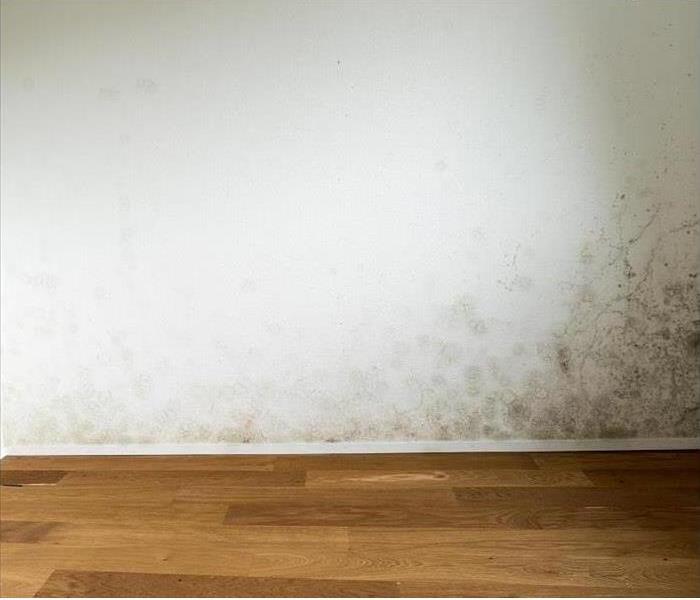 mold stains on white wall, wood floor